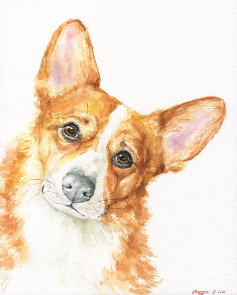 Вельш корги пемброк акварелью