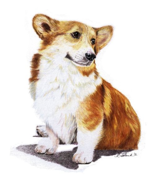 Вельш корги пемброк арт