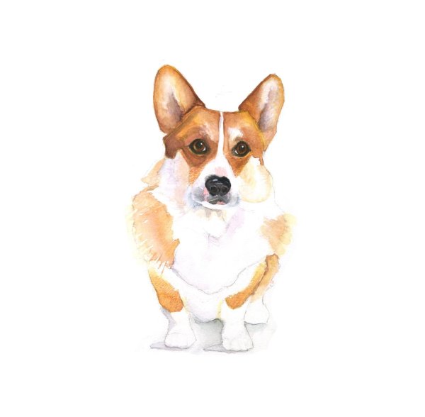 Глазастик корги