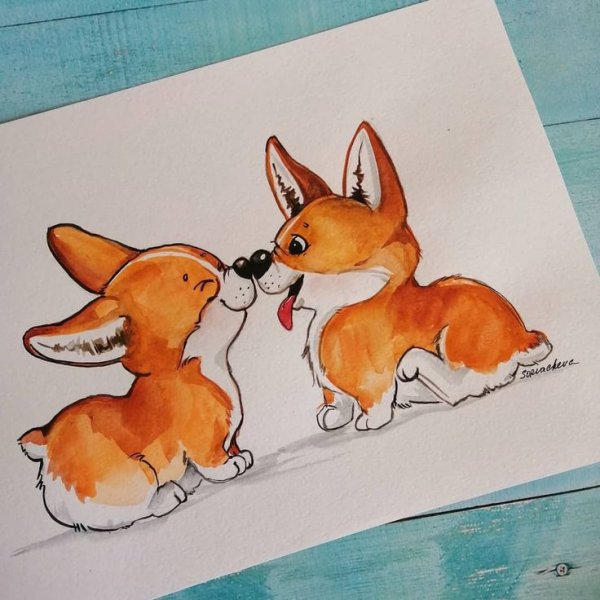 Корги скетч