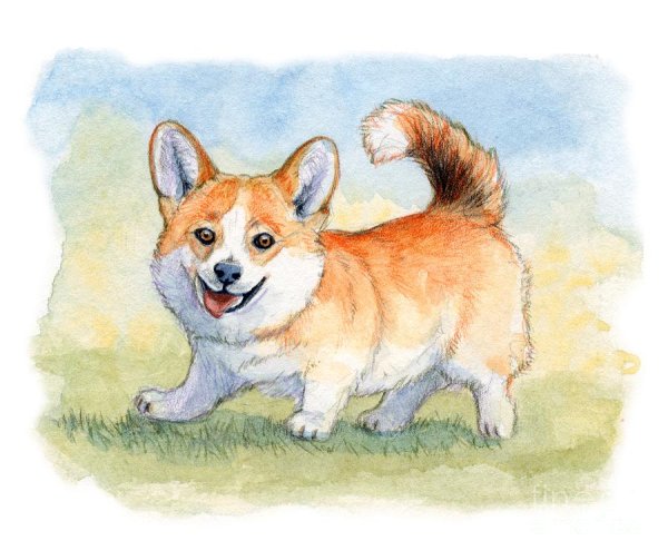 Вельш корги пемброк акварелью