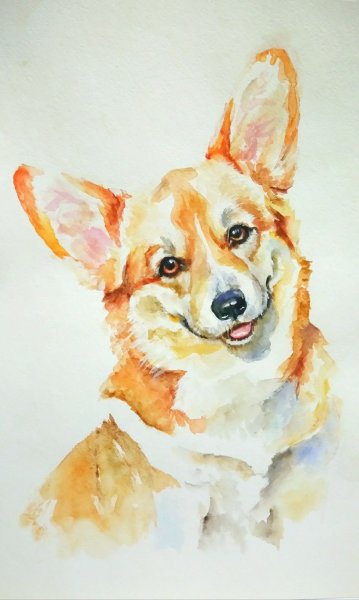 Вельш корги акварель