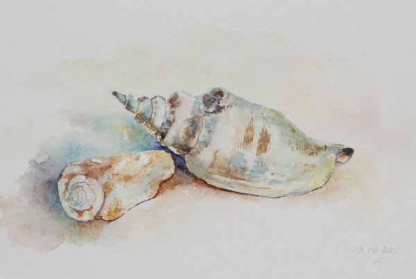 Ракушки акварелью
