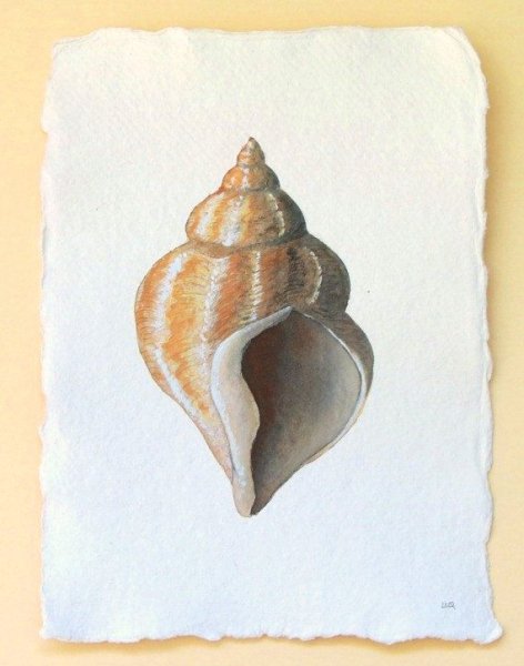 Ракушки акварелью