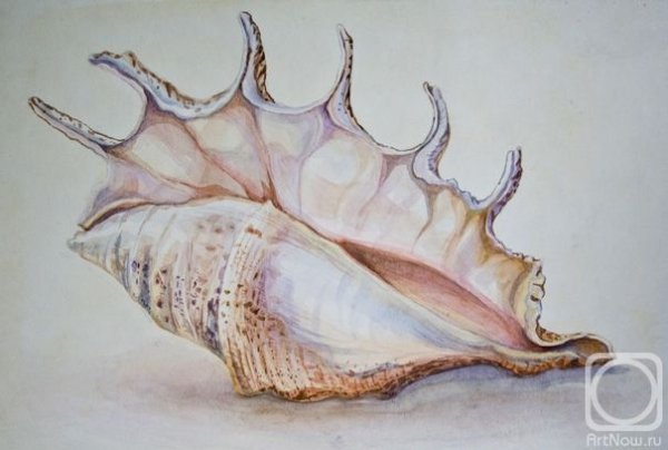 Ракушки акварелью