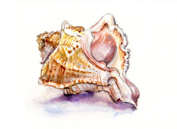 Ракушки акварелью