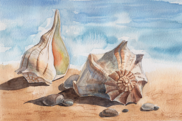 Морские раковины в живописи