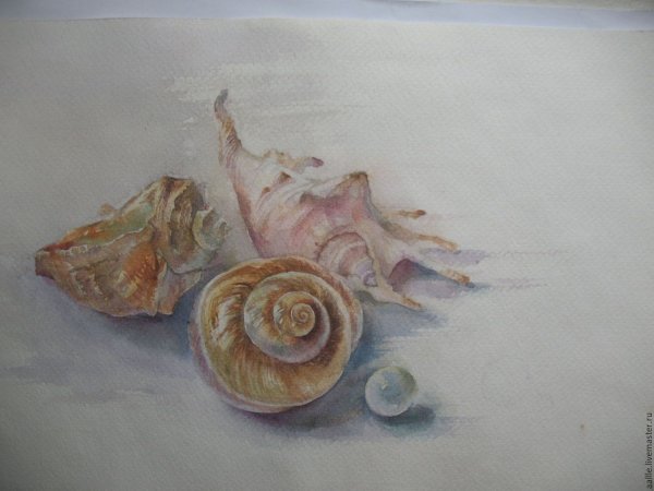Морская раковина акварель