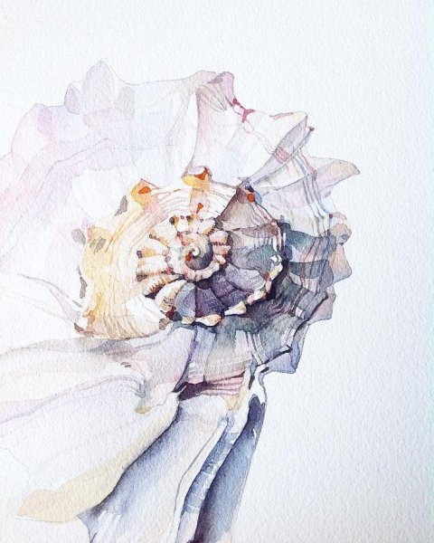 Морская раковина акварель