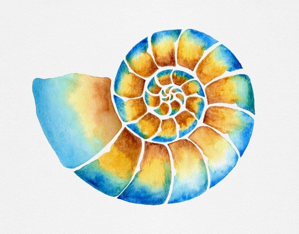 Море ракушки акварель