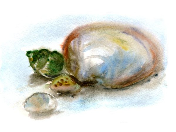 Мидия морская раковина