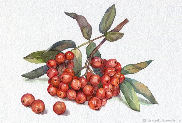 Рябина акварелью