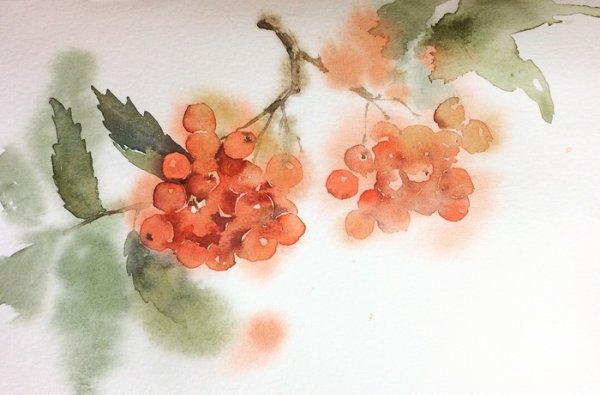 Рябиновая гроздь акварель