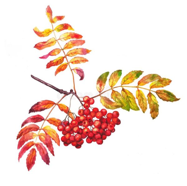 Рябиновый лист акварелью