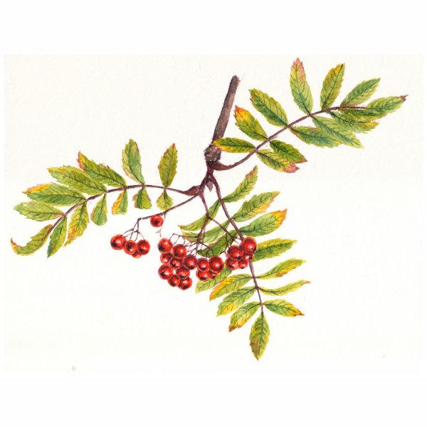 Осенняя ветка акварель