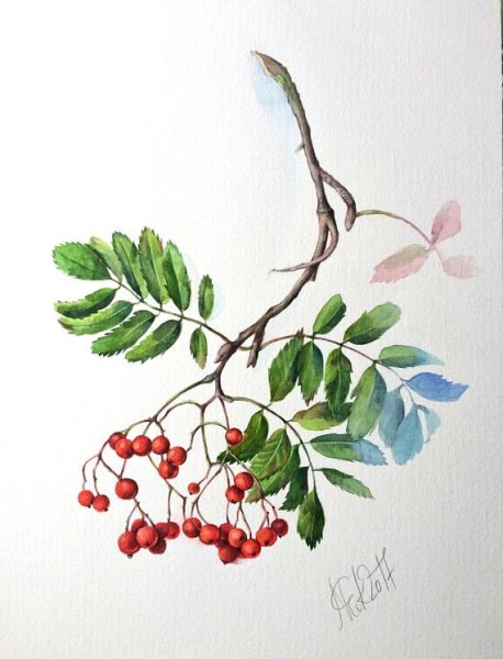 Рябина акварелью