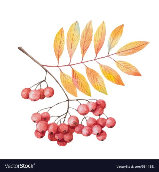 Рябина акварелью