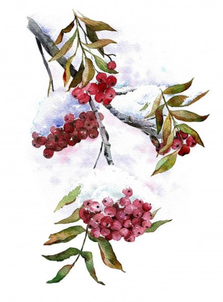 Кисть Рябинки гроздь Калинки рисование