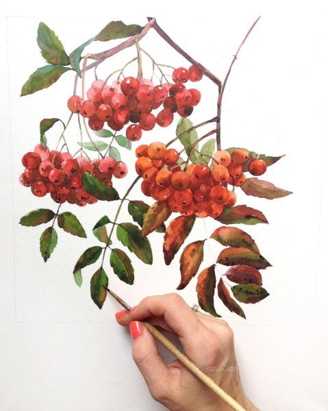 Ветка рябины акварелью