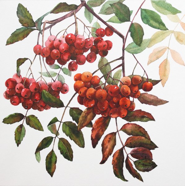 Рябина акварелью