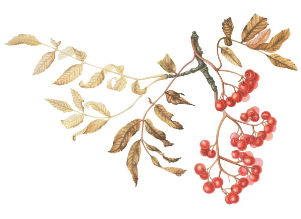 Черноплодная рябина акварель