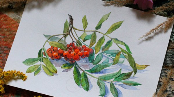 Веточка рябины акварелью