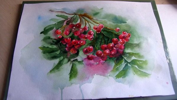 Рябина акварель Мария Стежко