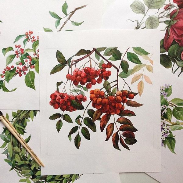 Веточка рябины рисование