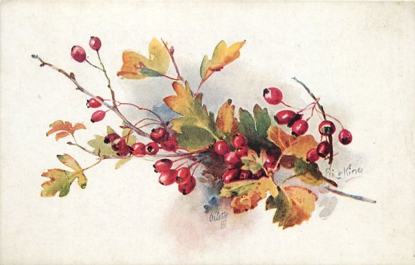 Рябина акварелью
