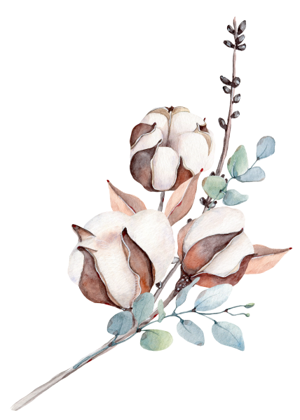 Хлопчатник Ботаническая иллюстрация