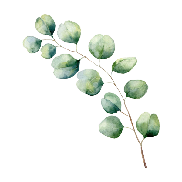 Ветка эвкалипта вектор