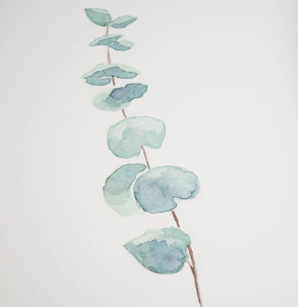 Ветка эвкалипта акварель