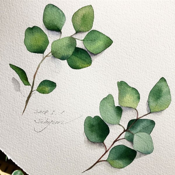 Живопись Ботаническая эвкалипт