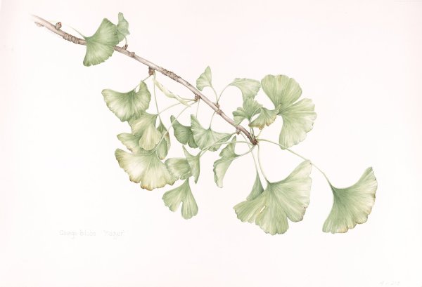 Ветка гинкго