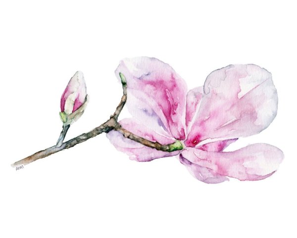 Акварельные веточки