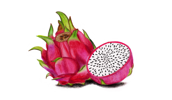 Драконий фрукт акварелью