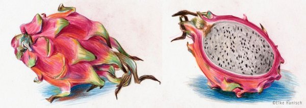 Ботаника акварель Драконий фрукт