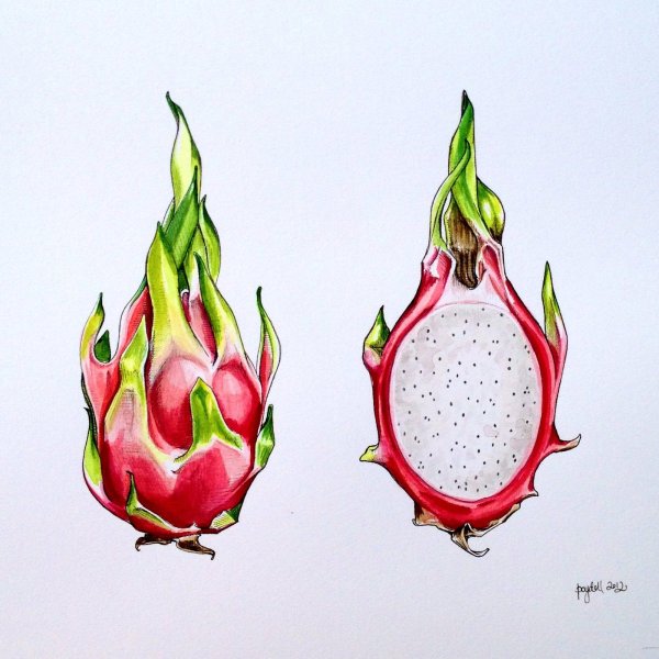 Драгон фрукт акварелью