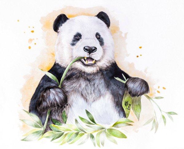 Красивые рисунки панды