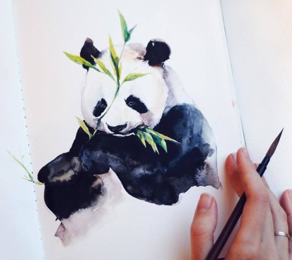 Панда милые акварель