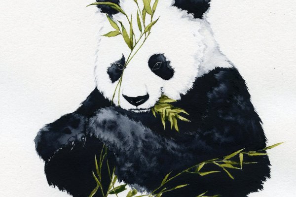 Панда акварелью