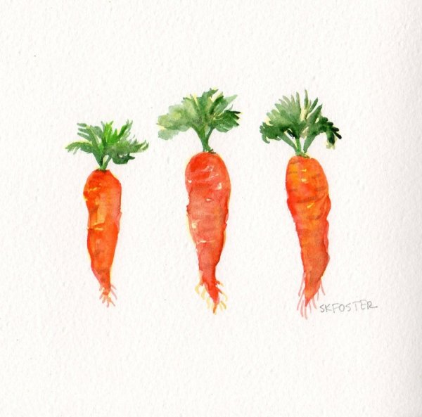 Акварельные скетчи морковь