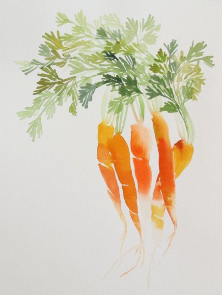 Морковь акварелью