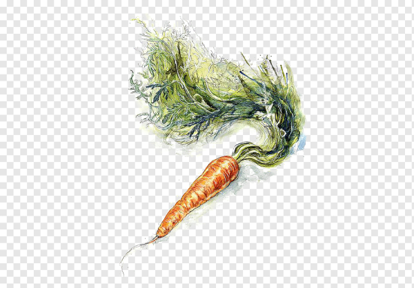Морковь рисунок