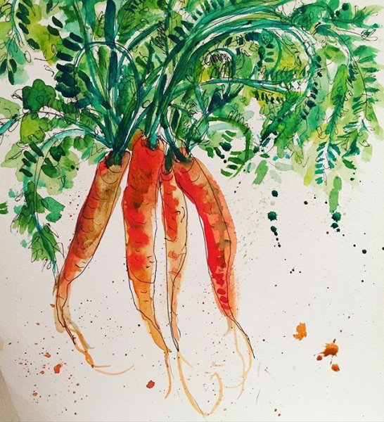 Морковь акварелью
