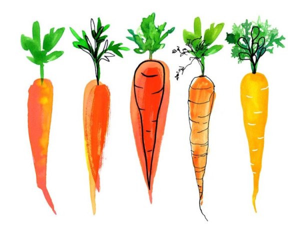 Морковка живопись