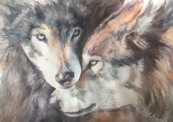 Морда волка