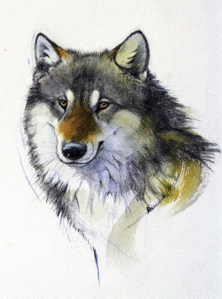 Животные в стиле акварель