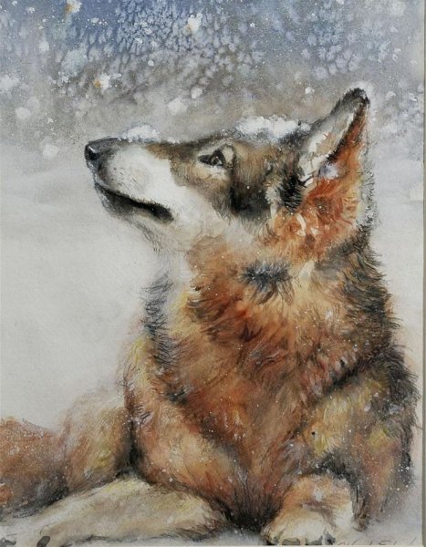 Морда волка акварелью