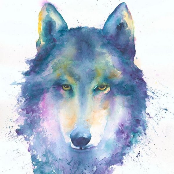 Волк акварелью в полный рост